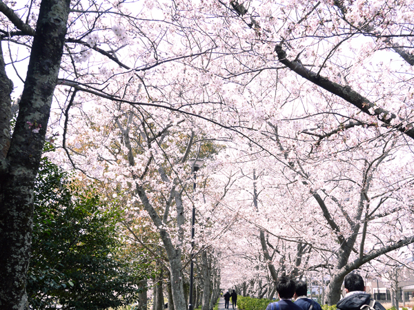 ウォーキング中の桜並木の写真