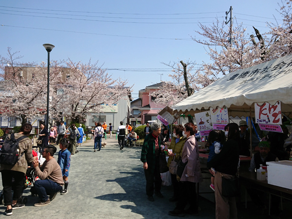 笑い太鼓さんの桜まつりの写真